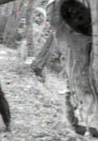 Il mistero di Boscoazzurro